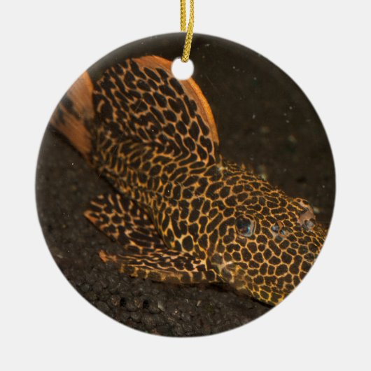 Peckoltia Compta Keramikornament (Vorne)