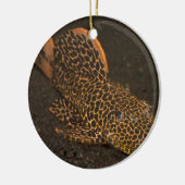 Peckoltia Compta Keramikornament (Links)