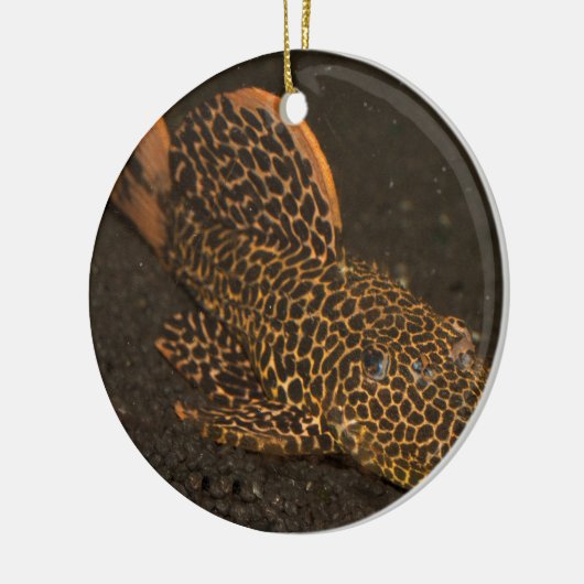 Peckoltia Compta Keramikornament (Links)