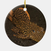 Peckoltia Compta Keramikornament (Hinten)