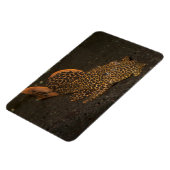 Peckoltia Compta Magnet (Linke Seite)