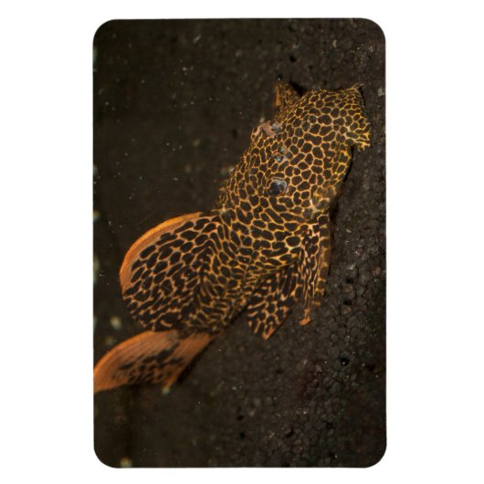 Peckoltia Compta Magnet (Vertikal)