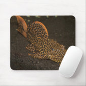Peckoltia Compta Mousepad (Mit Mouse)