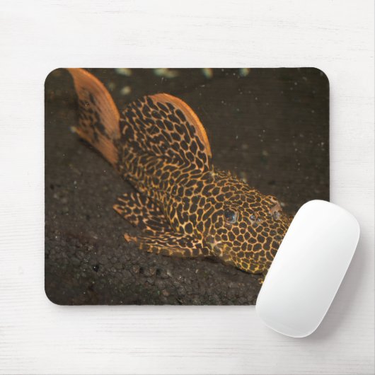 Peckoltia Compta Mousepad (Mit Mouse)