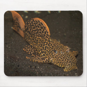 Peckoltia Compta Mousepad