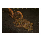 Peckoltia Compta Poster (Vorderseite)