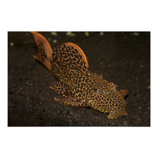 Peckoltia Compta Poster (Vorderseite)