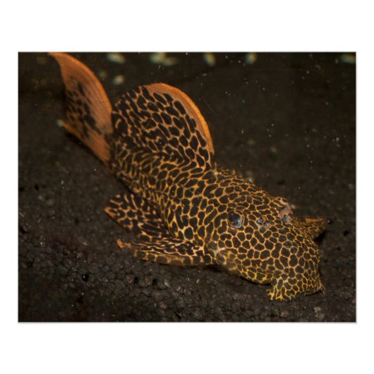 Peckoltia Compta Poster (Vorderseite)