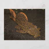 Peckoltia Compta Postkarte (Vorderseite)