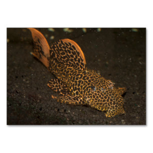 Peckoltia Compta Tischnummer