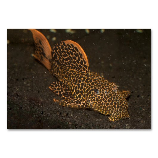 Peckoltia Compta Tischnummer (Vorderseite)