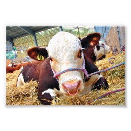 Pedigree Hereford Cow Cattle Fotodruck