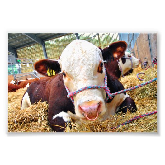 Pedigree Hereford Cow Cattle Fotodruck (Vorne)