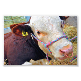 Pedigree Hereford Cow Cattle Fotodruck