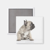 Pedigree Magnet (Vorderseite/Rückseite)