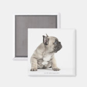 Pedigree Magnet (Vorderseite/Rückseite)