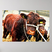 Pedigree Red Ruby Devon Cow Poster (Vorne)
