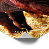 Pedigree Red Ruby Devon Cow Poster (Ecke)