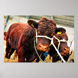 Pedigree Red Ruby Devon Cow Poster