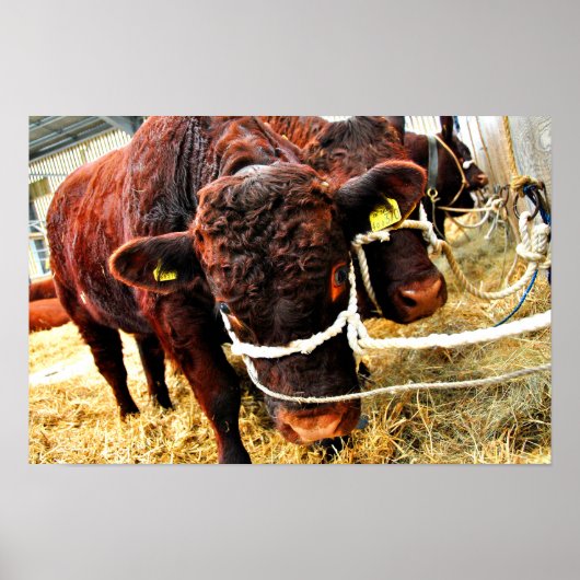 Pedigree Red Ruby Devon Cow Poster (Vorne)