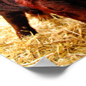 Pedigree Red Ruby Devon Cow Poster (Ecke)