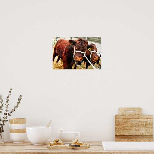 Pedigree Red Ruby Devon Cow Poster (Küche)