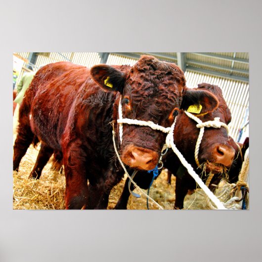 Pedigree Red Ruby Devon Cow Poster (Vorne)