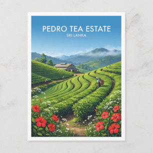 Pedro Teeplantage Nuwara Eliya Sri Lanka Postkarte