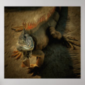 Pedro the Iguana 0768 Art Print Poster (Vorne)