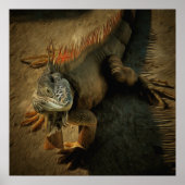 Pedro the Iguana 0768 Art Print Poster (Vorne)