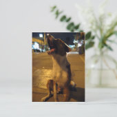 Pee Mai ... Soi Dog, Thailand Postkarte (Stehend Vorderseite)