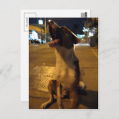 Pee Mai ... Soi Dog, Thailand Postkarte (Vorne/Hinten)