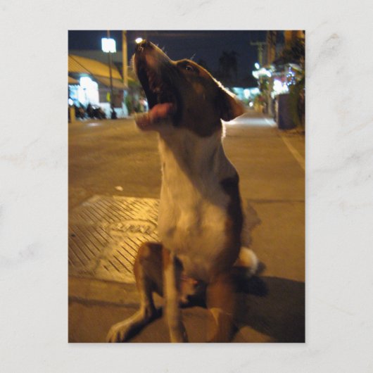 Pee Mai ... Soi Dog, Thailand Postkarte (Vorderseite)