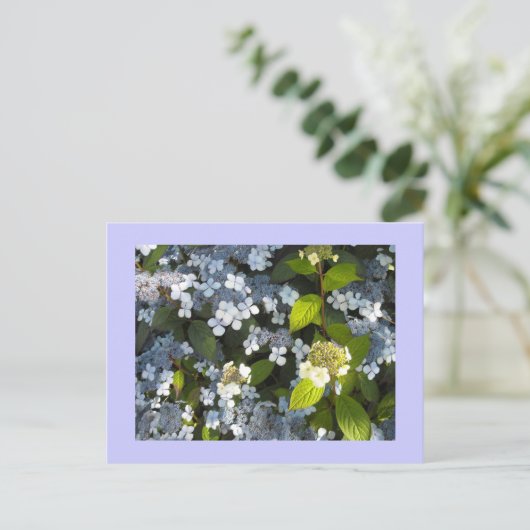 Peegee Hydrangea Postkarte (Stehend Vorderseite)