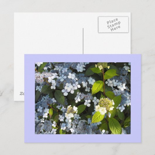 Peegee Hydrangea Postkarte (Vorne/Hinten)