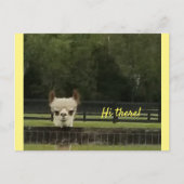 Peekaboo alpaca postkarte (Vorderseite)