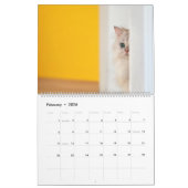 Peekaboo Cat Calendar Kalender (Feb 2026)