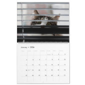 Peekaboo Cat Calendar Kalender (Jan 2026)