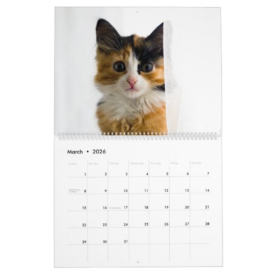 Peekaboo Cat Calendar Kalender (Mär 2026)