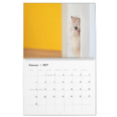 Peekaboo Cat Calendar Kalender (Feb 2027)