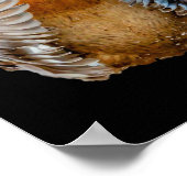 Peekaboo Duck Poster (Ecke)