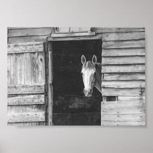 Peekaboo Horse & Barn Black and White Poster