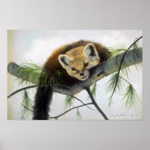 Peekaboo, Kiefern-Marder Poster