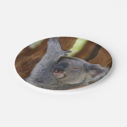 Peekaboo-Koala-Platte Pappteller (Schrägansicht)