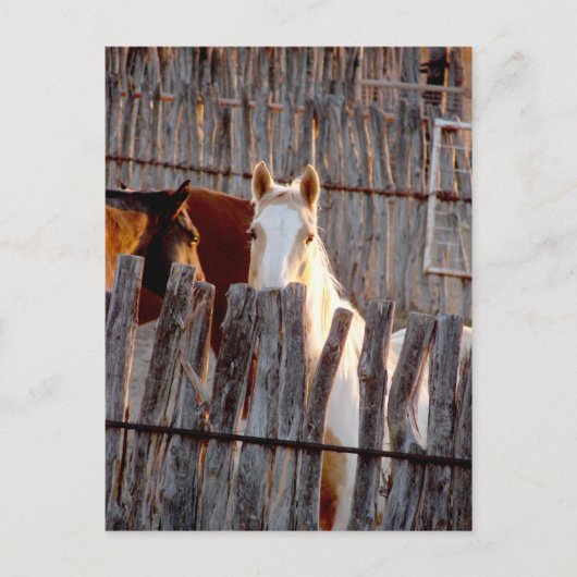 Peekaboo Paint Postkarte (Vorderseite)