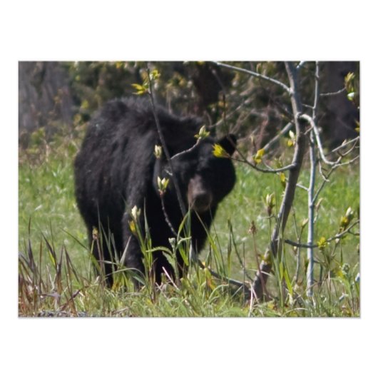 Peeking Bear Fotodruck (Vorne)