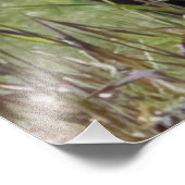 Peeking Bear Fotodruck (Ecke)