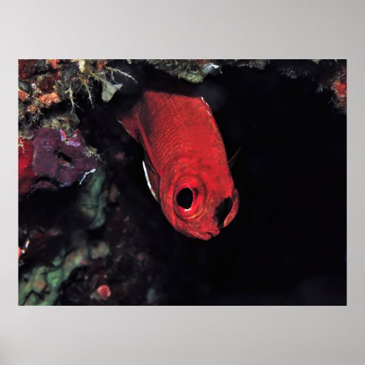 Peeking Cardinalfish Poster (Vorne)