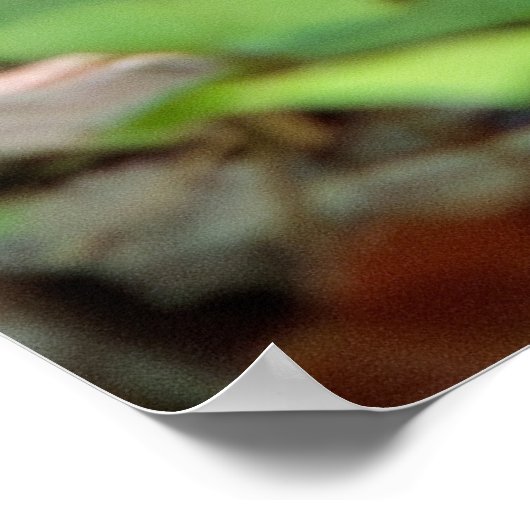 Peeking Chipmunk Poster (Ecke)