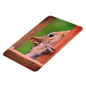 Peeking Eichhörnchen Magnet (Linke Seite)